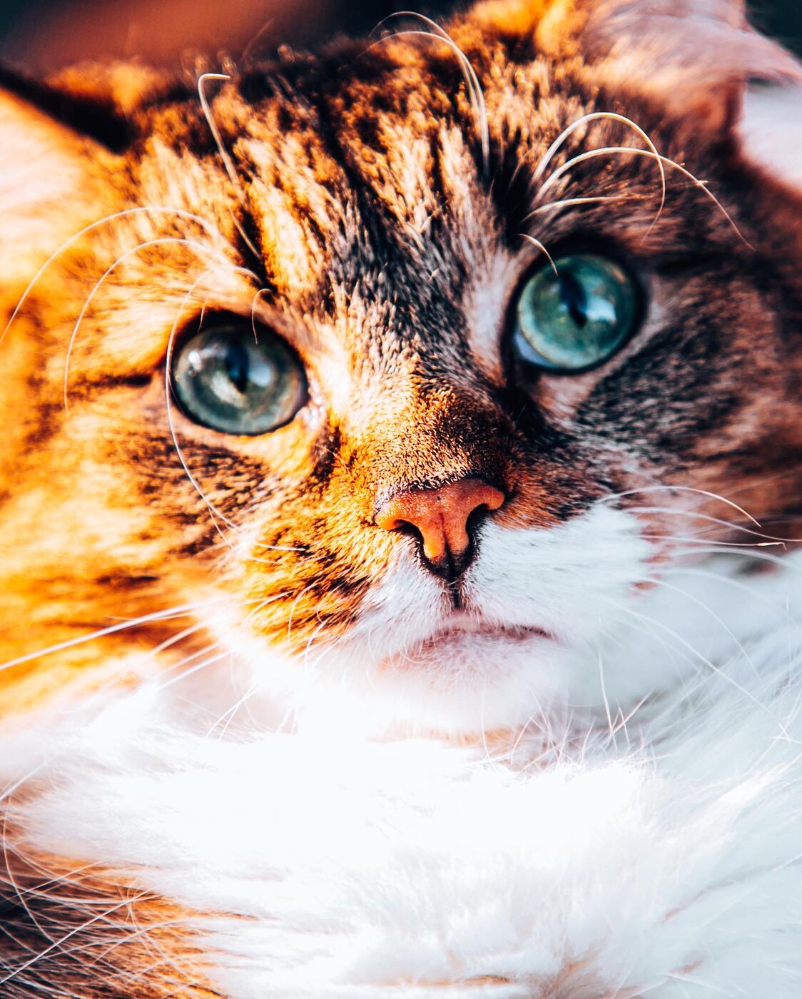 Tiger the calico, up close, eyes like sea glass · paw-traits photography by Anima Visual