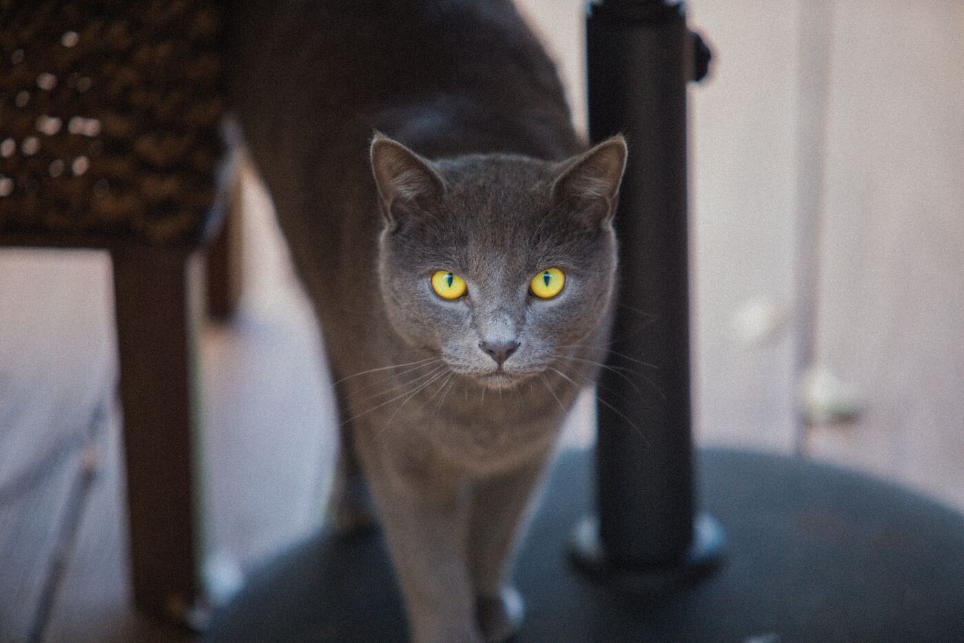 Tibbsy (Sergeant Tibbs), a Russian Blue with gold eyes, on the deck