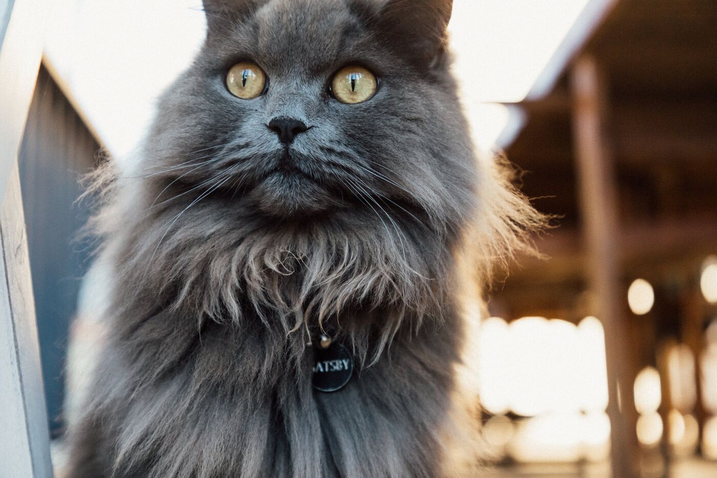 Gatsby, a fluffy grey Ragdoll cross Russian Blue with amber eyes